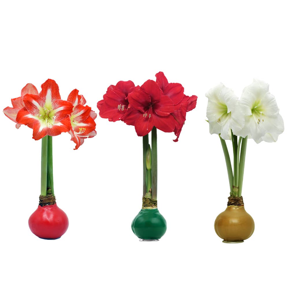 The Porch Christmas Amaryllis Bulb
