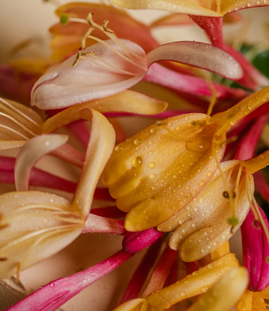 Pura Honeysuckle