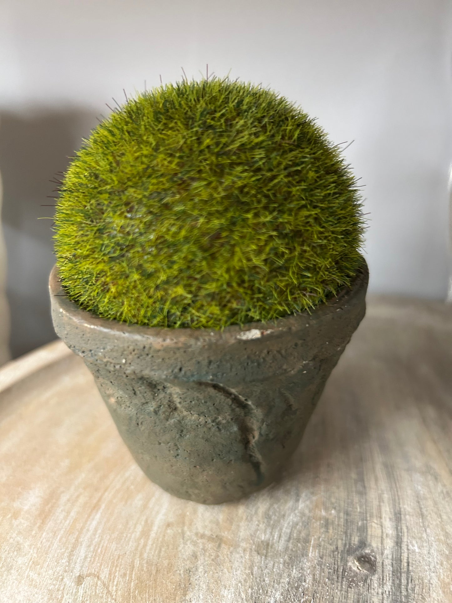 The Porch Raz 4” Moss Pot