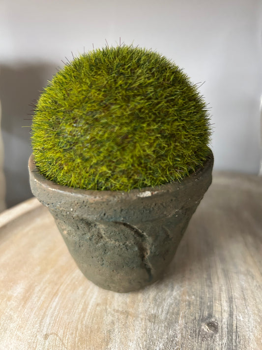 The Porch Raz 4” Moss Pot